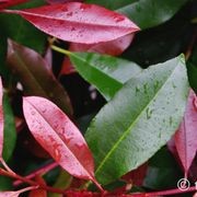 Photinia ‘Red Robin’ instant hedge gallery detail image