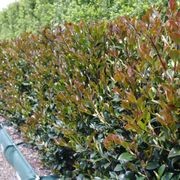 Camellia ‘Yuletide’ instant hedge gallery detail image