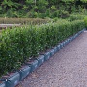 Camellia ‘Yuletide’ instant hedge gallery detail image