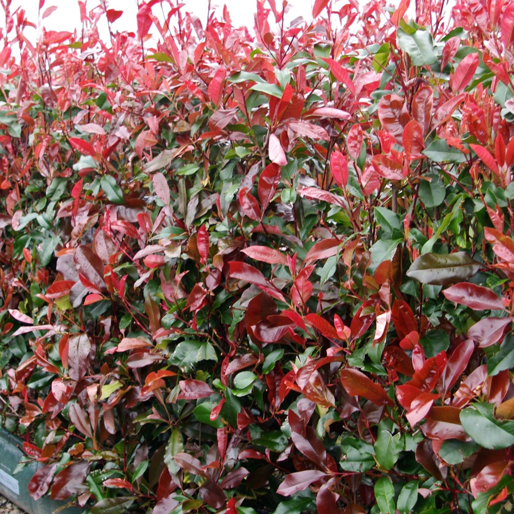 Photinia ‘Red Robin’ instant hedge gallery detail image