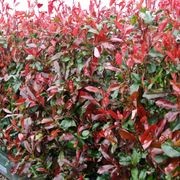 Photinia ‘Red Robin’ instant hedge gallery detail image