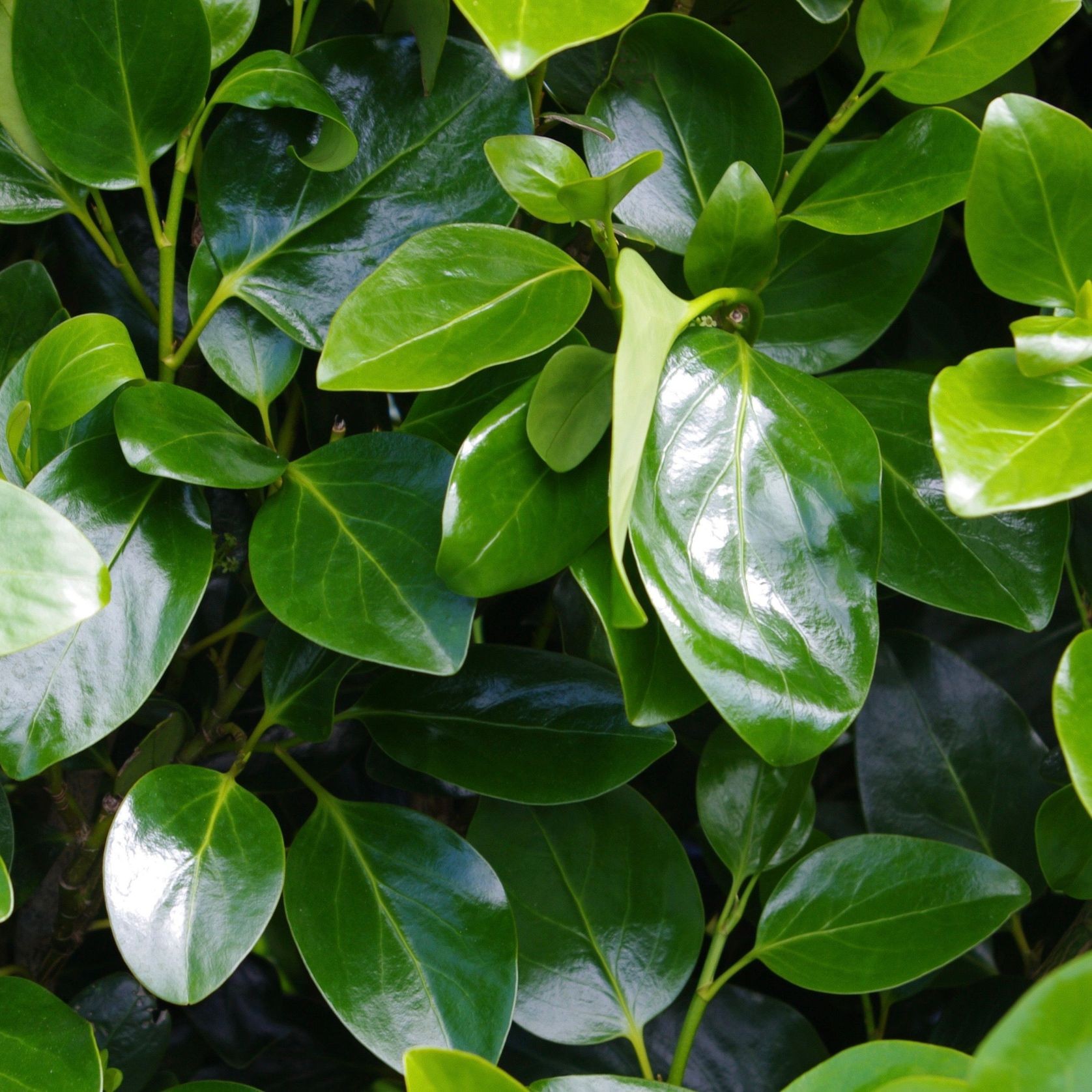 Griselinia ‘Ardmore Emerald’ 100L instant hedge gallery detail image