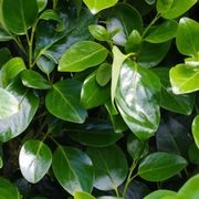Griselinia ‘Ardmore Emerald’ 100L instant hedge gallery detail image