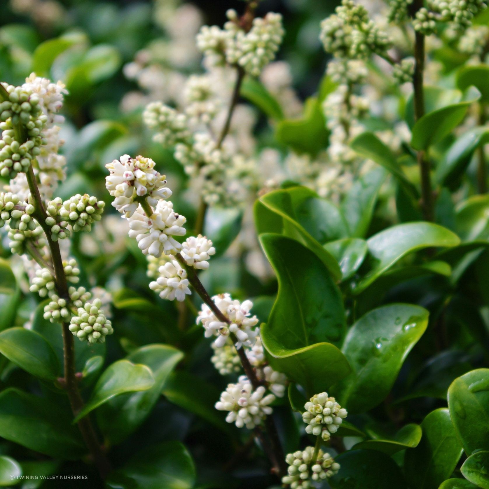 Ligustrum ‘Rotundifolium’ instant hedge gallery detail image