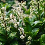 Ligustrum ‘Rotundifolium’ instant hedge gallery detail image