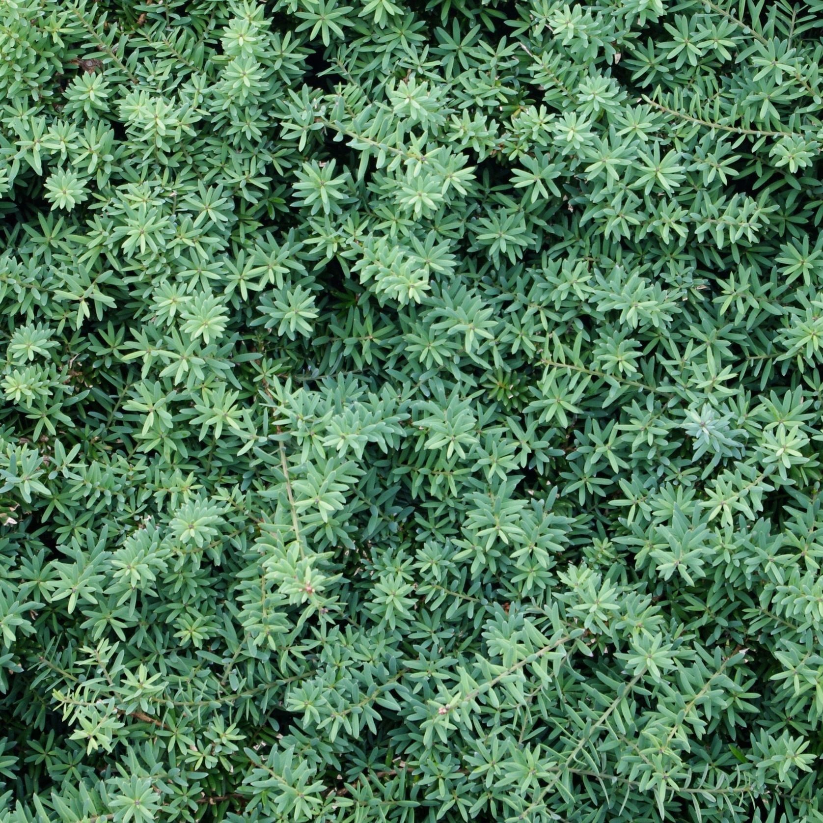 Podocarpus ‘Matapouri Blue’ instant hedge (Blue Totara) gallery detail image