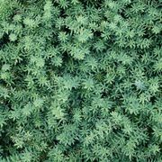 Podocarpus ‘Matapouri Blue’ instant hedge (Blue Totara) gallery detail image