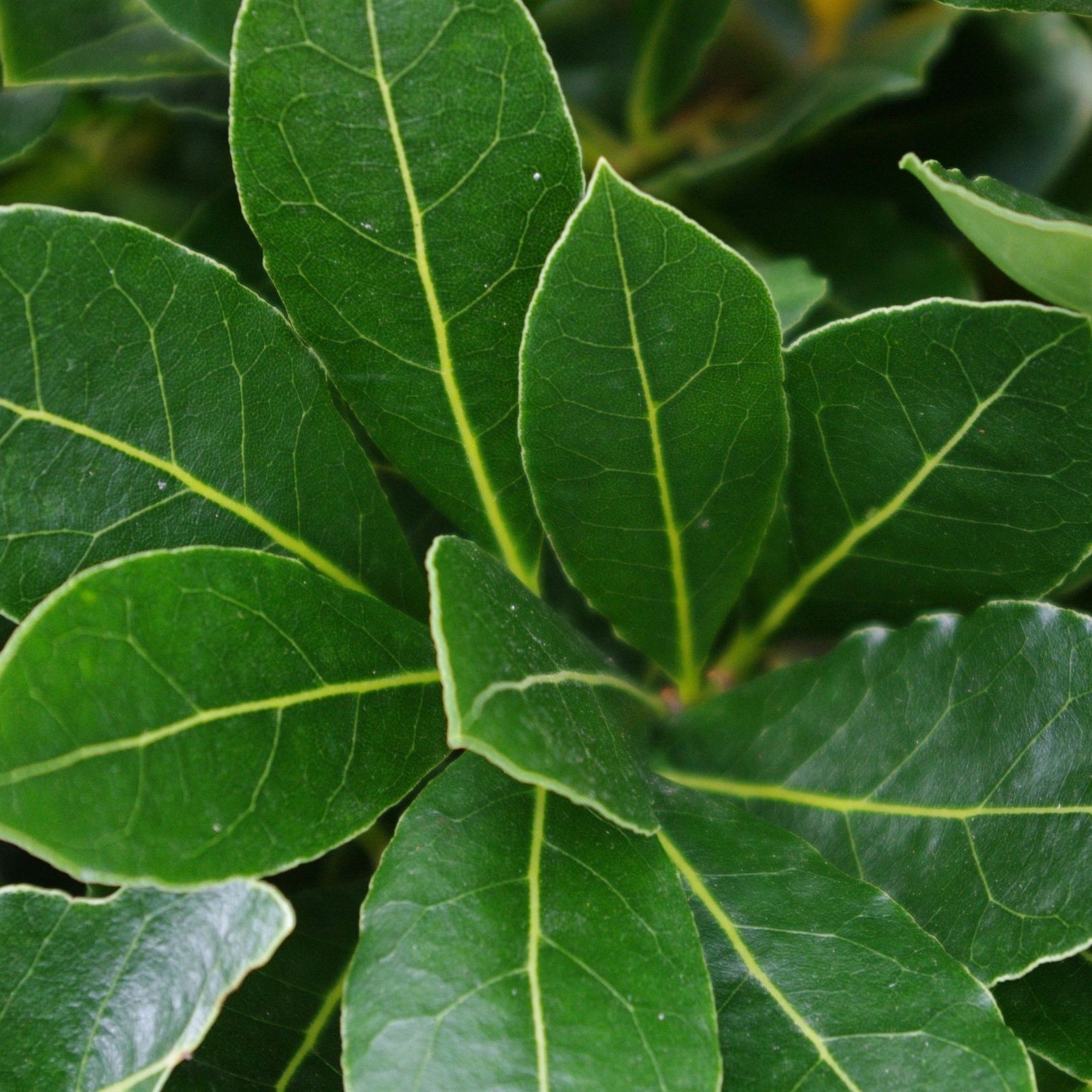 Laurus nobilis ‘Pride of Provence’ PVR instant hedge gallery detail image