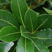 Laurus nobilis ‘Pride of Provence’ PVR instant hedge gallery detail image