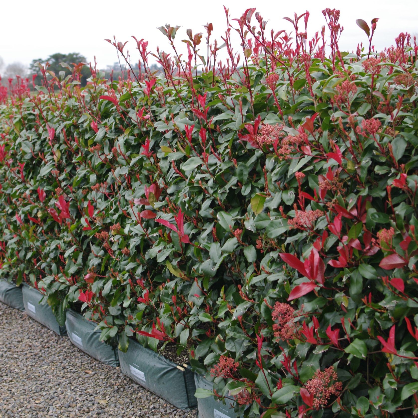 Photinia ‘Red Robin’ instant hedge gallery detail image