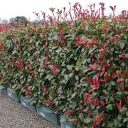 Photinia ‘Red Robin’ instant hedge gallery detail image