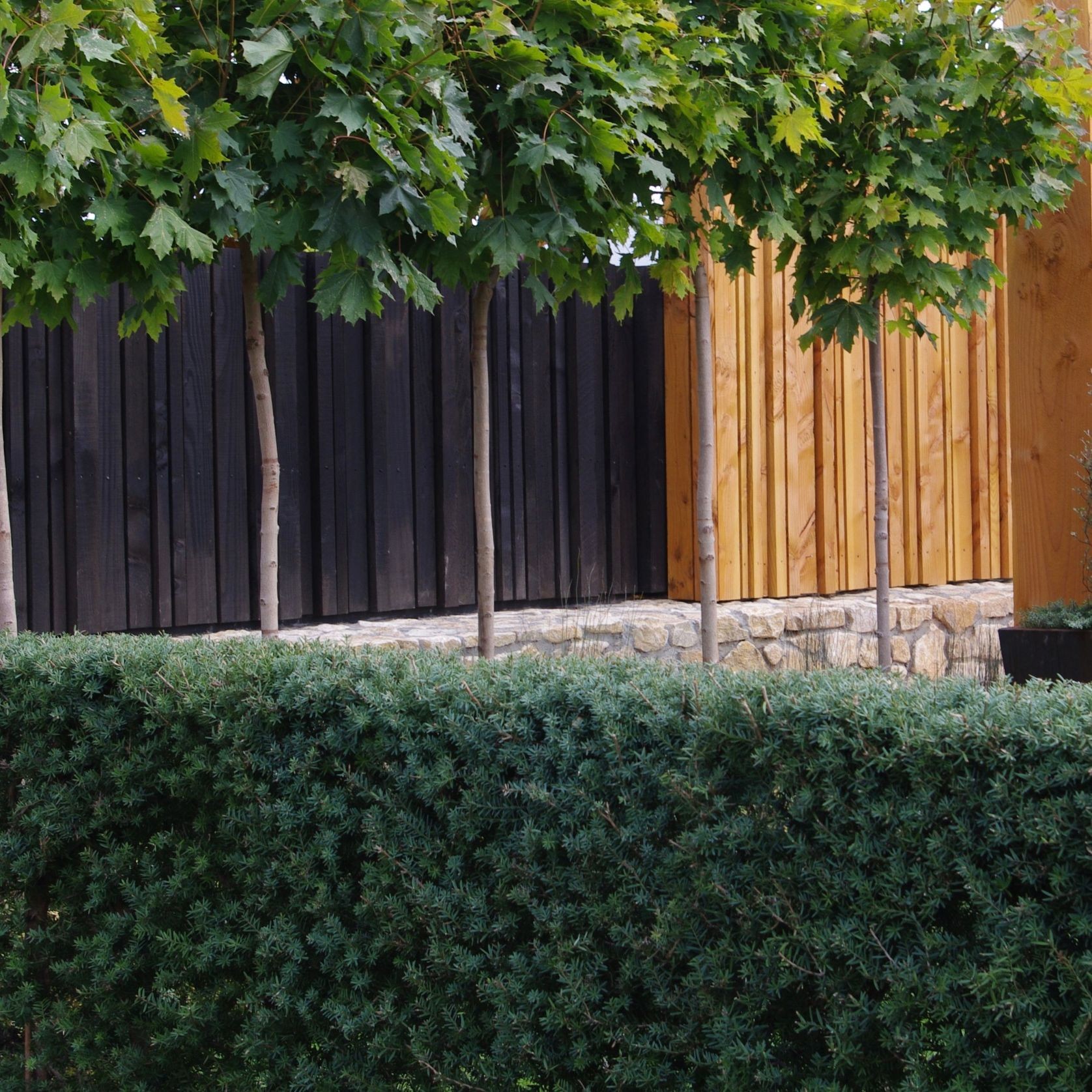 Podocarpus ‘Matapouri Blue’ instant hedge (Blue Totara) gallery detail image