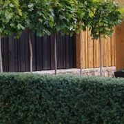 Podocarpus ‘Matapouri Blue’ instant hedge (Blue Totara) gallery detail image