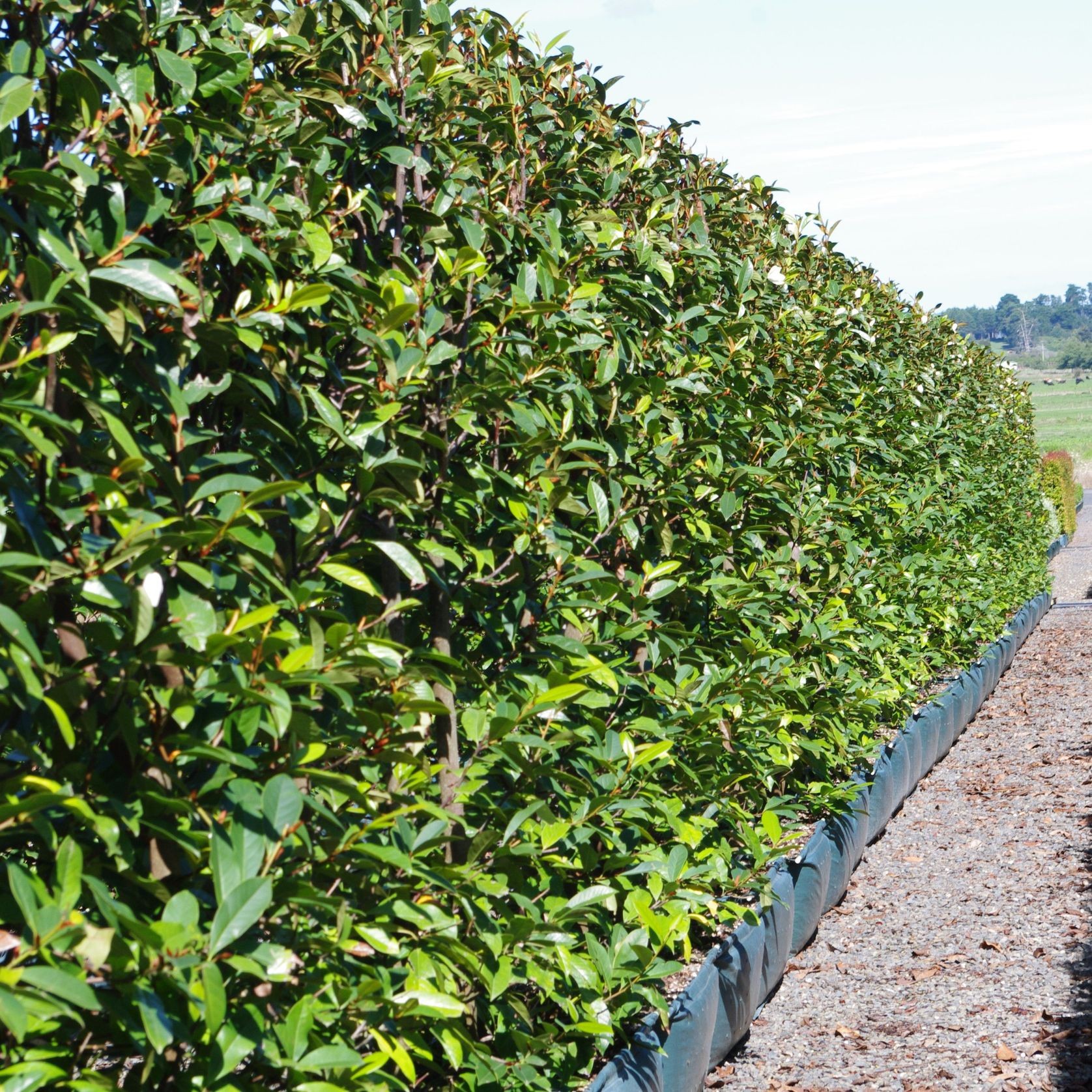 Fairy Magnolia® Cream instant hedge gallery detail image