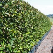 Fairy Magnolia® Cream instant hedge gallery detail image