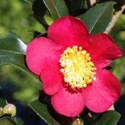 Camellia ‘Yuletide’ instant hedge gallery detail image