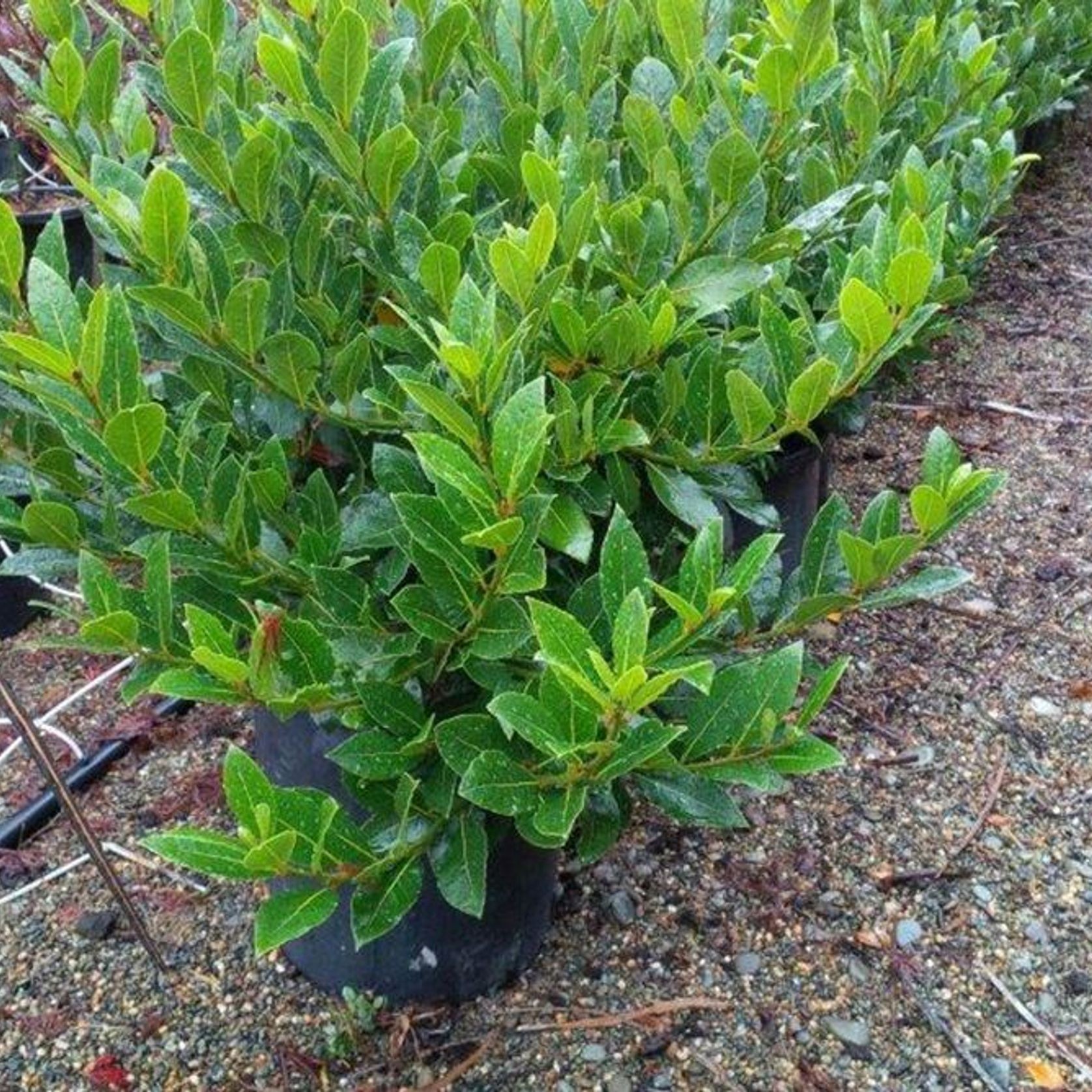 Laurus nobilis 'Pride of Provence' | Hedge Bay Laurel gallery detail image