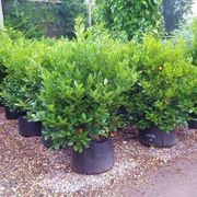 Laurus nobilis 'Pride of Provence' | Hedge Bay Laurel gallery detail image