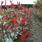 Photinia X Fraseri 'Red Robin' / Christmas Berry gallery detail image