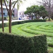 Podocarpus ‘Matapouri Blue’ instant hedge (Blue Totara) gallery detail image