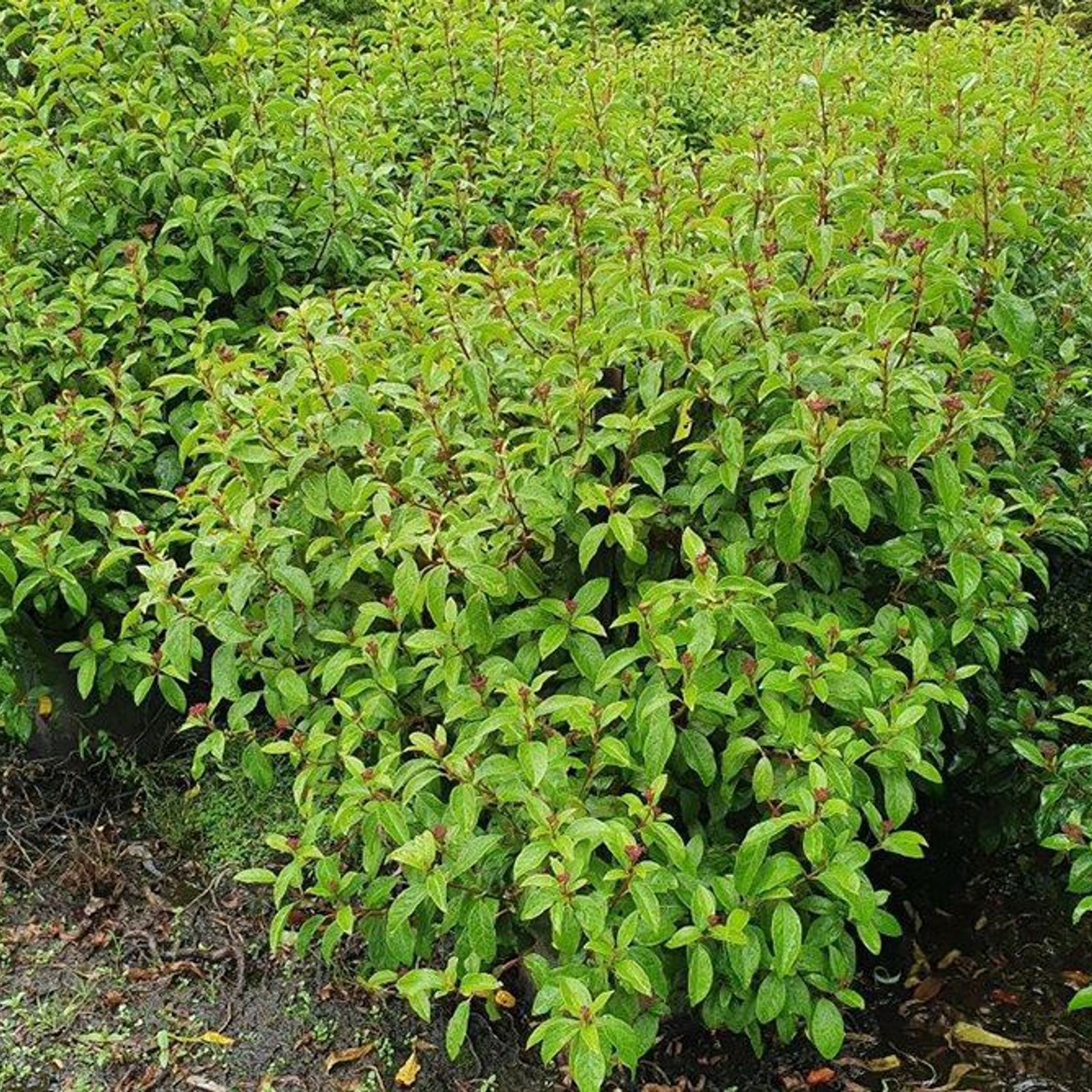 Viburnum tinus 'Eve Price' Evergreen Shrub ArchiPro NZ