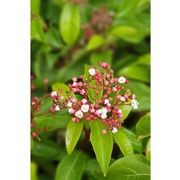 Viburnum tinus 'Eve Price' | Evergreen Shrub gallery detail image