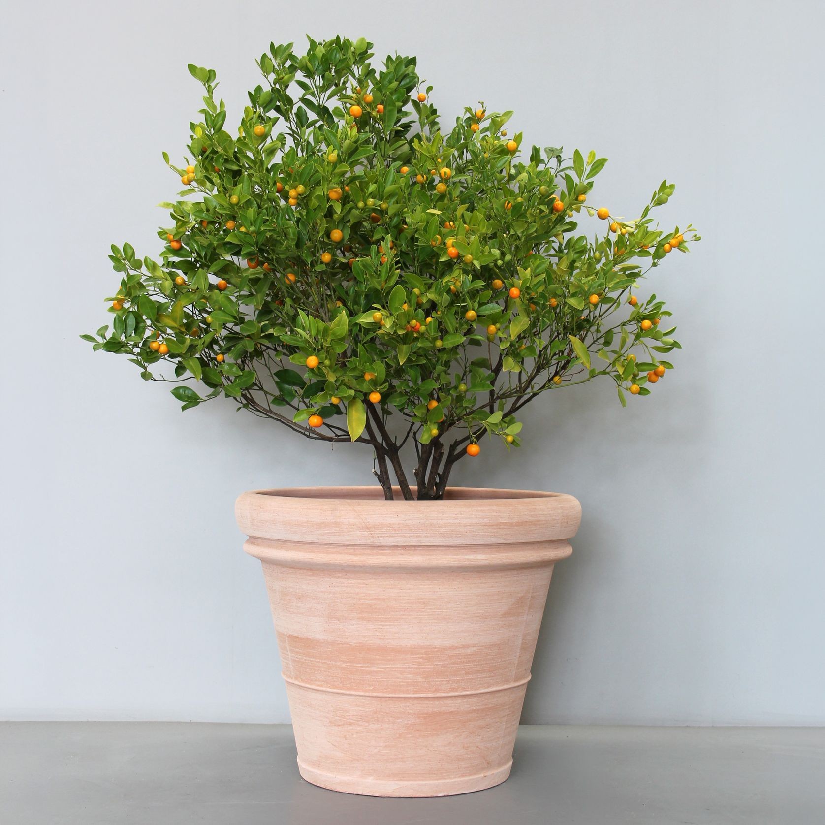 Galestro Double Rim Pot gallery detail image