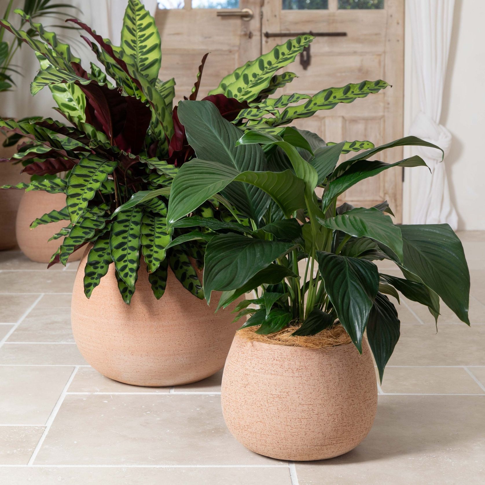 Erasmo Short Cup gallery detail image