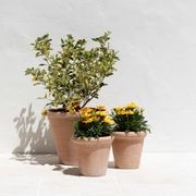 Etrusco Terracotta Pots Collection gallery detail image