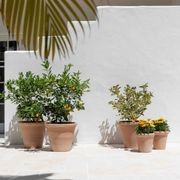 Etrusco Terracotta Pots Collection gallery detail image