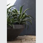 Woodfired Water Bowl gallery detail image