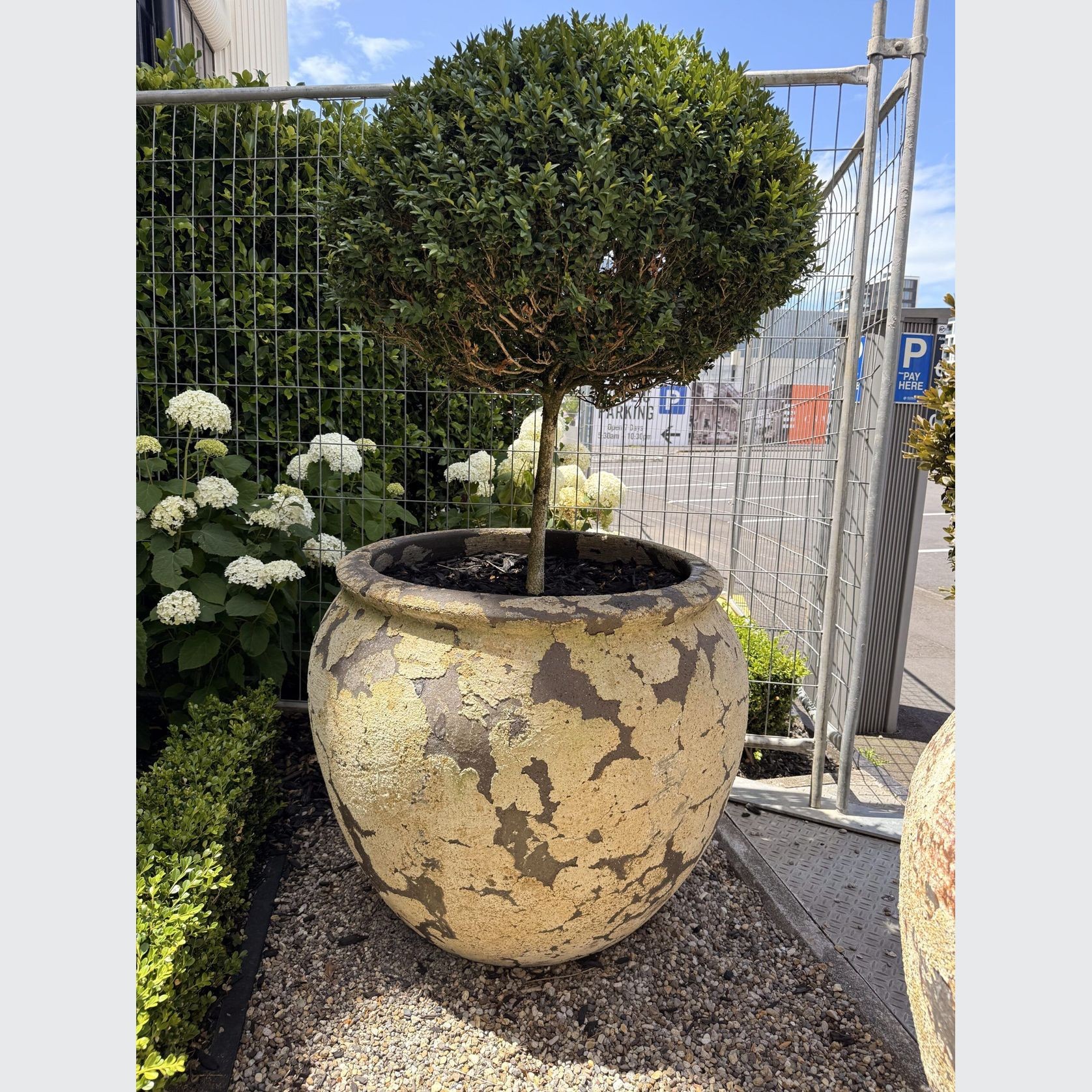 Atlantis - Opium Jar gallery detail image