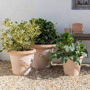 Olive Bowls & Pots gallery detail image