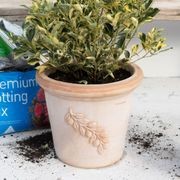 Olive Bowls & Pots gallery detail image