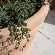 Perugia Pot gallery detail image