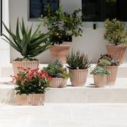 Rigato Lined Pots gallery detail image