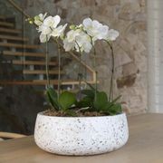 Syracuse Low Bowl gallery detail image