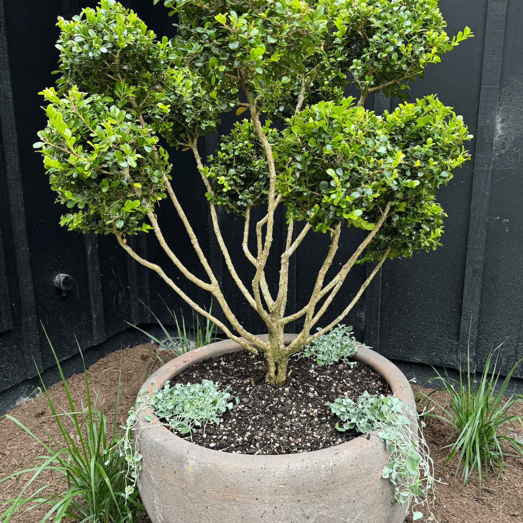 Old Stone - Ball Planter gallery detail image