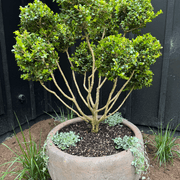Old Stone - Ball Planter gallery detail image