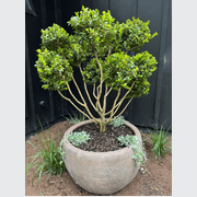 Old Stone - Ball Planter gallery detail image