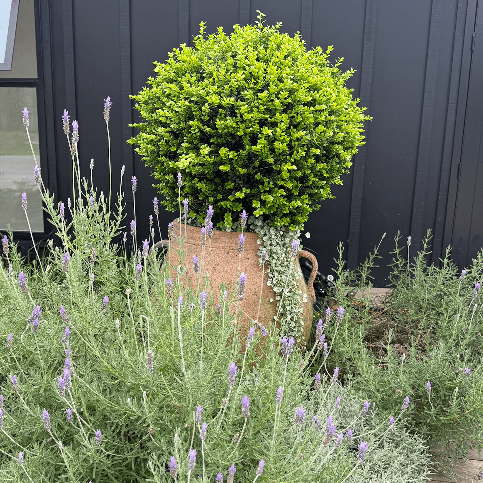 Old Stone - Ibis Jar gallery detail image