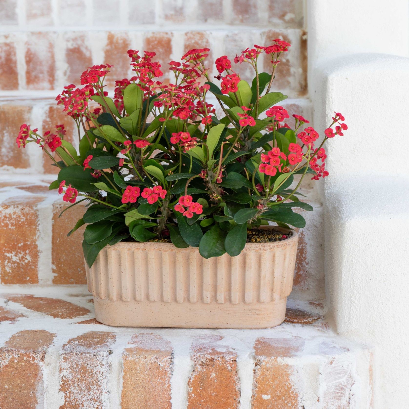 Rigato Lined Pots gallery detail image