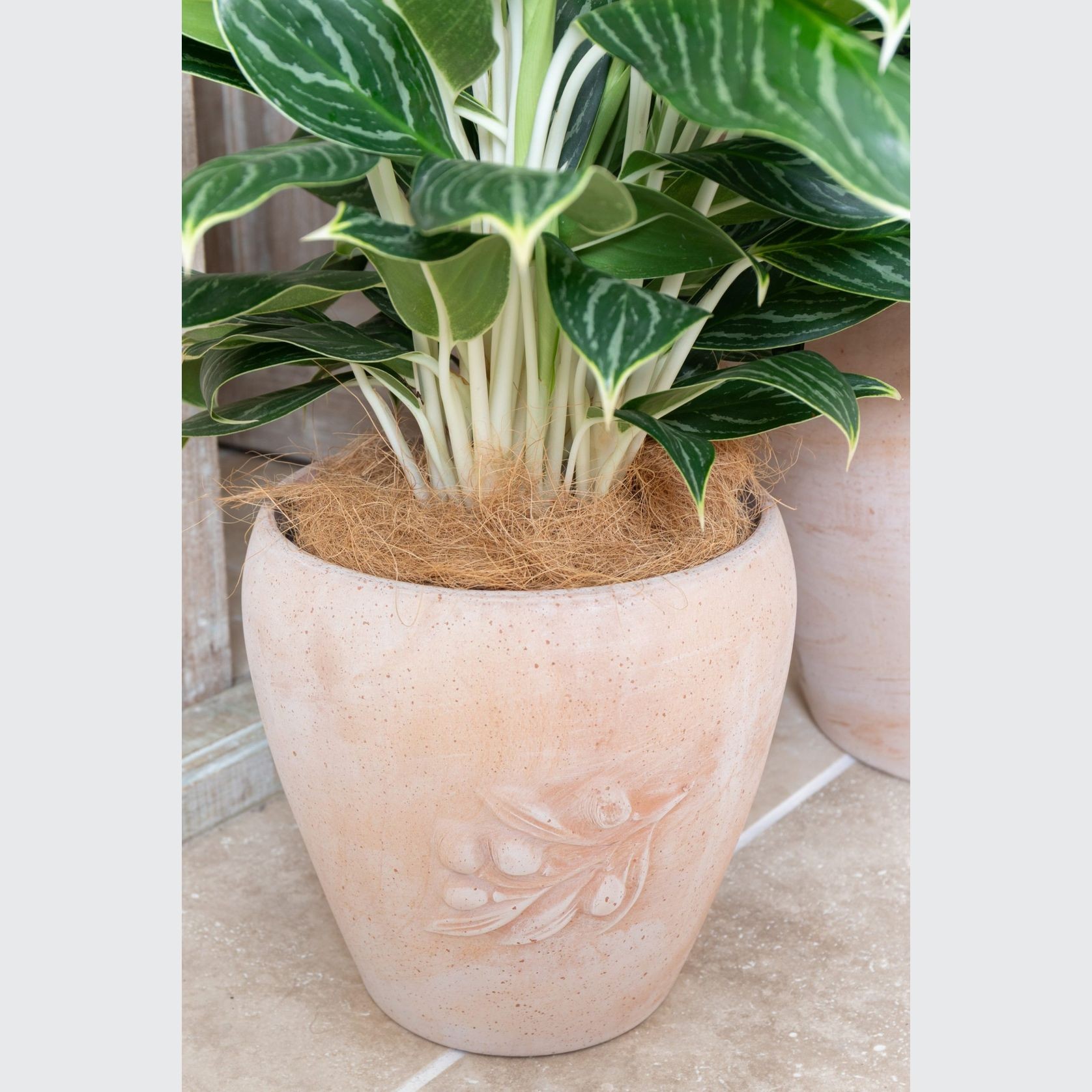 Tera Siena Olive Pot gallery detail image