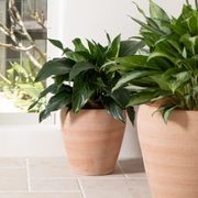 Volterra Pot gallery detail image