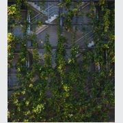 Green Wall Support Systems gallery detail image