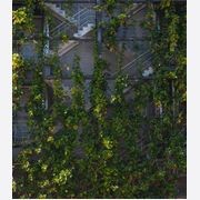 Green Wall Support Systems gallery detail image
