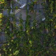 SRS Green Wall gallery detail image