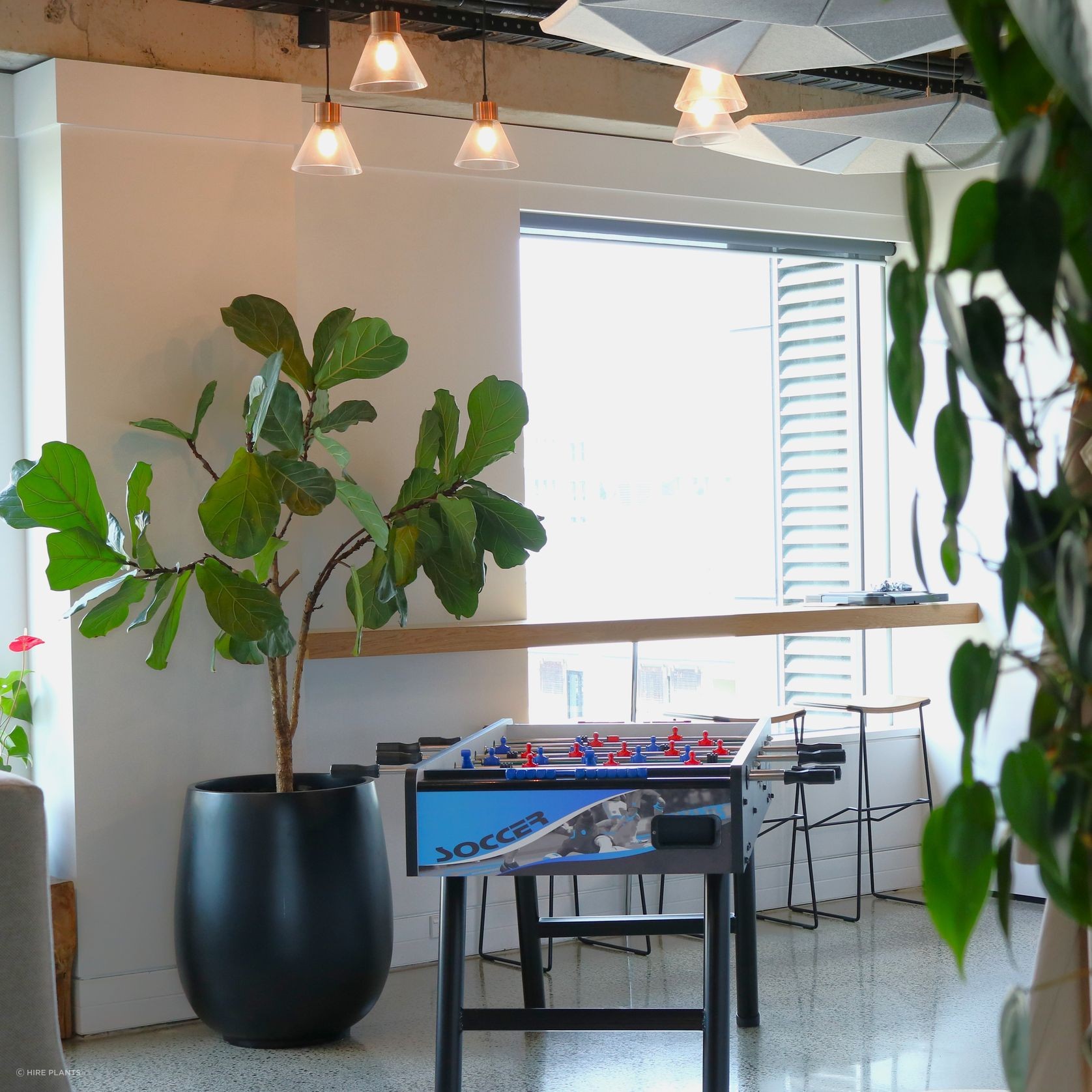 Indoor Plant Hire | Hire Plants gallery detail image