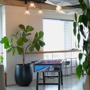 Indoor Plant Hire | Hire Plants gallery detail image