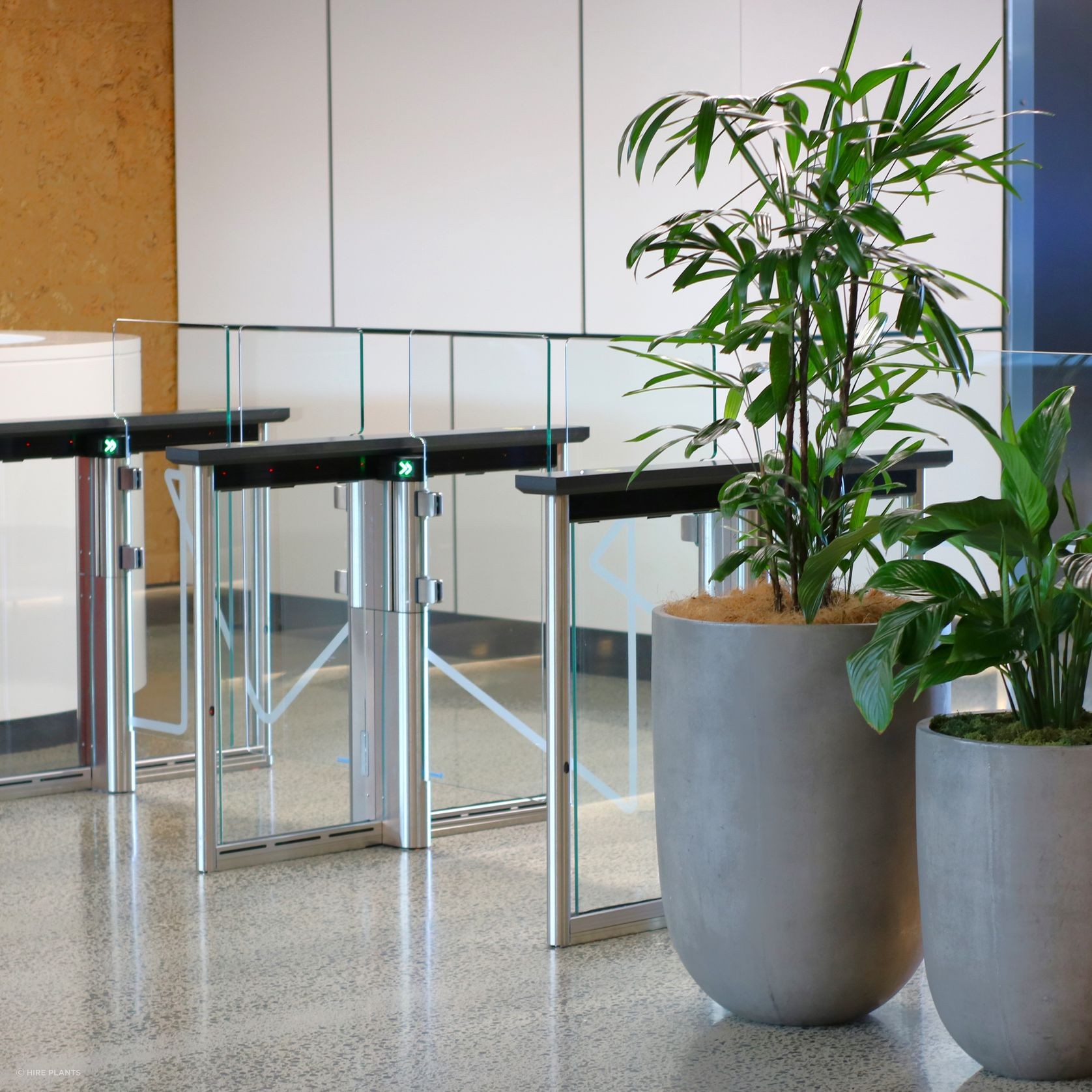 Indoor Plant Hire | Hire Plants gallery detail image